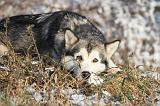 ALASKAN MALAMUTE 082